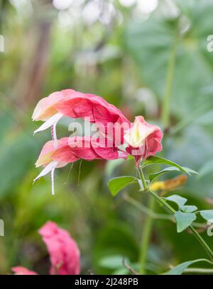 Garnelenpflanze oder Busch, justicia brandegeeana, rote Bracts Blume mit weißen Flügeln, bekannt als mexikanische Garnelen oder Lollypop Pflanze, im Garten Stockfoto