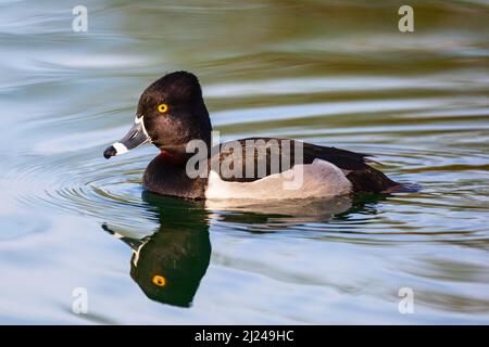 Eine männliche Ringhalsente (Aythya collaris) auf einem See mit Spiegelung im Wasser Stockfoto