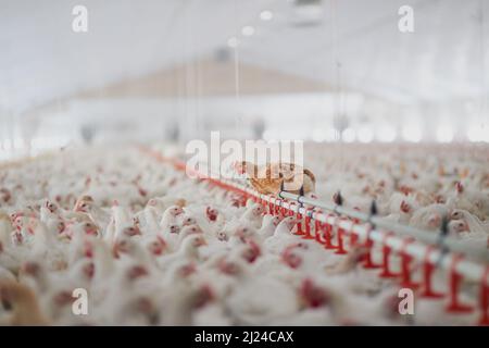 Willkommen im Hühnerstall. Aufnahme einer großen Herde Hühnerhennen in einem großen Lagerhaus auf einer Farm. Stockfoto