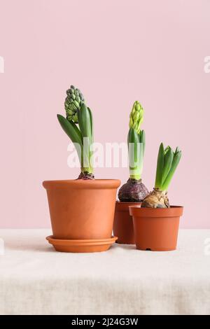 Töpfe mit schönen Hyazinthen auf dem Tisch vor rosa Hintergrund Stockfoto