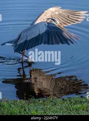 Watend großen blauen Reiher (Ardea herodias) in Ponte Vedra Beach, Florida. (USA) Stockfoto