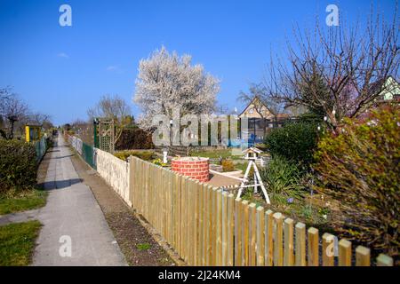 28. März 2022, Sachsen-Anhalt, Schönebeck: Bäume blühen auf den Grundstücken des Schottergartenverbandes Gartenidylle. Der Zuteilungsgartenverband aus Sachsen-Anhalt ist einer von zwei Verbänden, die die Endrunde des Bundeswettbewerbs „Gärten in Stadtentwicklung“ 25. erreicht haben. Sie müssten sich nun bei einem Besuch vor Ort der kritischen Jury stellen. Die siebenköpfige evaluierungskommission besucht am 25. Juni die Schrebergartenverbände in Sachsen-Anhalt. Insgesamt wird der Ausschuss zwischen Juni 24 und Juli 4 durch 14 Bundesländer reisen, um sich 22 Schottergartenflächen anzusehen Stockfoto