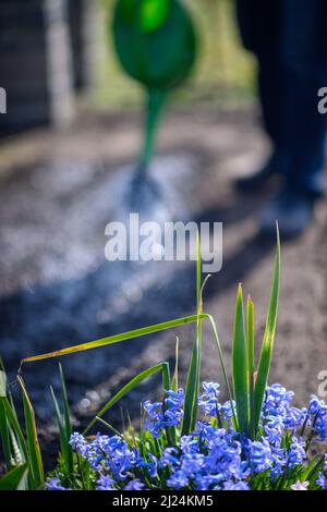 28. März 2022, Sachsen-Anhalt, Schönebeck: Ein Mitglied des Gartenbauverbandes Gartenidylle bewässert ein Bett hinter blühenden Blumen. Der Zuteilungsgartenverband aus Sachsen-Anhalt ist einer von zwei Verbänden, die die Endrunde des Bundeswettbewerbs „Gärten in Stadtentwicklung“ 25. erreicht haben. Sie müssten sich nun bei einem Besuch vor Ort der kritischen Jury stellen. Die siebenköpfige evaluierungskommission besucht am 25. Juni die Schrebergartenverbände in Sachsen-Anhalt. Insgesamt wird der Ausschuss zwischen Juni 24 und Juli 4 durch 14 Bundesländer reisen, um sich 22 A anzusehen Stockfoto