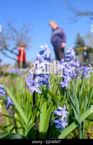 28. März 2022, Sachsen-Anhalt, Schönebeck: Gärtner der Gartenbaugemeinschaft Gartenidyll bebauen ihre Beete zwischen Gartenhyazinthen. Der Zuteilungsgartenverband aus Sachsen-Anhalt ist einer von zwei Verbänden, die die Endrunde des Bundeswettbewerbs „Gärten in Stadtentwicklung“ 25. erreicht haben. Sie müssten sich nun bei einem Besuch vor Ort der kritischen Jury stellen. Die siebenköpfige evaluierungskommission besucht am 25. Juni die Schrebergartenverbände in Sachsen-Anhalt. Insgesamt wird der Ausschuss zwischen Juni 24 und Juli 4 bis Lo durch 14 Bundesländer reisen Stockfoto