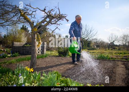 28. März 2022, Sachsen-Anhalt, Schönebeck: Ein Mitglied des Gartenbauverbandes Gartenidylle bewässert ein Bett. Der Zuteilungsgartenverband aus Sachsen-Anhalt ist einer von zwei Verbänden, die die Endrunde des Bundeswettbewerbs „Gärten in Stadtentwicklung“ 25. erreicht haben. Sie müssten sich nun bei einem Besuch vor Ort der kritischen Jury stellen. Die siebenköpfige evaluierungskommission besucht am 25. Juni die Schrebergartenverbände in Sachsen-Anhalt. Insgesamt wird der Ausschuss zwischen Juni 24 und Juli 4 durch 14 Bundesländer reisen, um sich 22 Schottergartenflächen anzusehen. ( Stockfoto