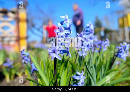 28. März 2022, Sachsen-Anhalt, Schönebeck: Gärtner der Gartenbaugemeinschaft Gartenidyll bebauen ihre Beete zwischen Gartenhyazinthen. Der Zuteilungsgartenverband aus Sachsen-Anhalt ist einer von zwei Verbänden, die die Endrunde des Bundeswettbewerbs „Gärten in Stadtentwicklung“ 25. erreicht haben. Sie müssten sich nun bei einem Besuch vor Ort der kritischen Jury stellen. Die siebenköpfige evaluierungskommission besucht am 25. Juni die Schrebergartenverbände in Sachsen-Anhalt. Insgesamt wird der Ausschuss zwischen Juni 24 und Juli 4 bis Lo durch 14 Bundesländer reisen Stockfoto