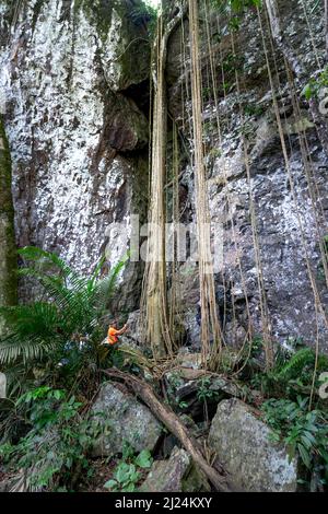 Kon Chu Rang Nature Reserve, Gia Lai Province, Vietnam, 6. März 2022: Touristen wandern durch den Wald, um den Regenwald in Kon Chu Ra zu erkunden Stockfoto