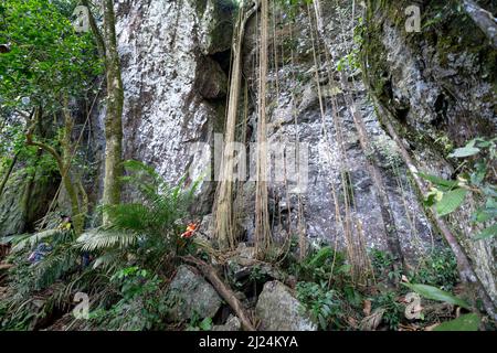 Kon Chu Rang Nature Reserve, Gia Lai Province, Vietnam, 6. März 2022: Touristen wandern durch den Wald, um den Regenwald in Kon Chu Ra zu erkunden Stockfoto