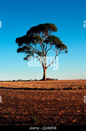 Lachs-Gum-Baum auf Farmland, Westaustralien Stockfoto