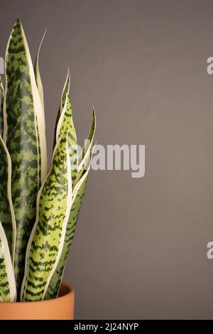 Drinnen mit der Natur leben Stockfoto