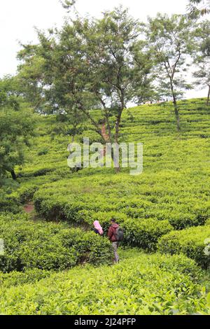 MALANG, INDONESIEN - 28. April 2019: Lawang Tea Plantation (kebun teh lawang), Malang, Ost-Java Stockfoto