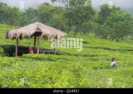 MALANG, INDONESIEN - 28. April 2019: Lawang Tea Plantation (kebun teh lawang), Malang, Ost-Java Stockfoto