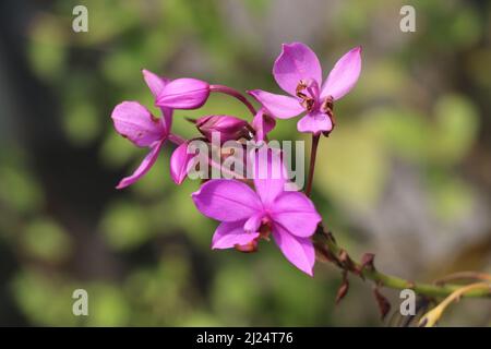 Spathoglottis plicata, allgemein bekannt als die philippinische Grundorchidee, oder große violette Orchidee ist eine immergrüne, terrestrische Pflanze mit überfüllten Pseudobulben. Stockfoto