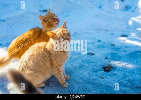 Obdachlose streunende Katzen, die im Winter um Nahrung betteln. Problem von obdachlosen, streunenden und verlassenen Tieren. Konzept der Unterkunft für streunende Katzen. Problem der streunenden Stockfoto