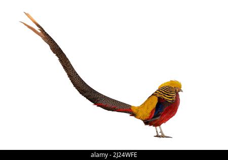 Nahaufnahme Goldener Fasan isoliert auf weißem Hintergrund. Goldenes Fasan oder chinesisches Fasan. Chrysolophus pictus Stockfoto