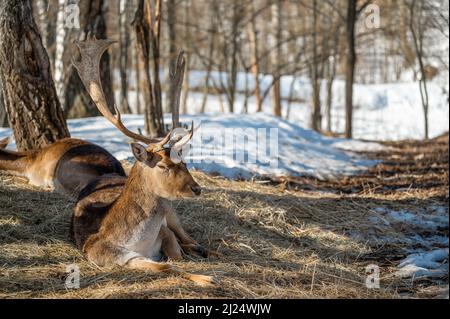 Hirsche liegen auf trockenem Gras im Wald, in natürlichem Lebensraum. Doe oder Europäischer Dama dama mittelgroßer Hirsch in Europa verbreitet. Gekennzeichnet durch breit Stockfoto