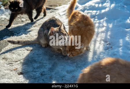 Obdachlose streunende Katzen, die im Winter um Nahrung betteln. Problem von obdachlosen, streunenden und verlassenen Tieren. Konzept der Unterkunft für streunende Katzen. Problem der streunenden Stockfoto