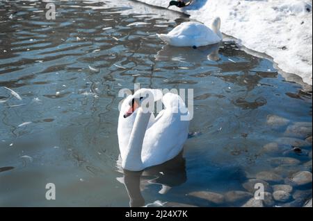 Schneewittchen Mute Swan, Cygnus olor schwimmt im Wintersee. Schwäne sind sehr anmutige und wunderschöne monogame Vögel. Weißer Schwan, der auf dem See schwimmend ist. Schwäne Stockfoto