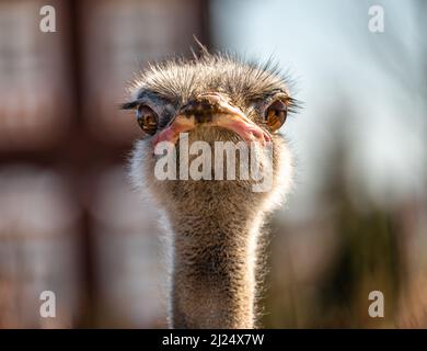 Kopfaufnahme eines Straußes, der die Kamera anschaut. Potrait eines Straußenkopfes in natürlicher Umgebung. Strauß Stockfoto