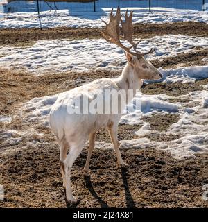 Weißer Hirsch im frühen Frühjahr steht auf dem Boden und Schnee. Doe oder europäischer Dama dama mittelgroßer Hirsch, der in Europa häufig ist. Gekennzeichnet durch breites Horn Stockfoto