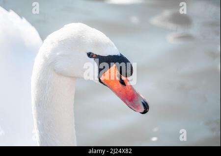 Portrait oder eleganter Schwan aus nächster Nähe. Nahaufnahme eines Vogelkopfes. Schwan Close Up, Schwanenportrait, Cygnus mit orangefarbenem Schnabel Stockfoto