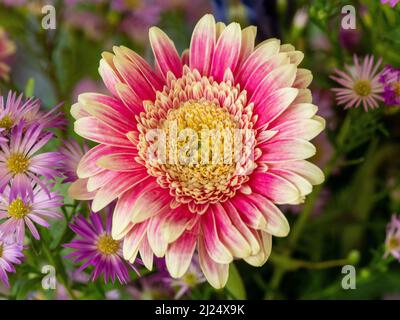 Leuchtend lebendige bunte Blumen in einem Haufen oder elegant, mit einem großen runden Gerbera Daisy, Blumengeburtstag Geschenk, frisch und schön Stockfoto
