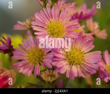 Nahaufnahme von drei hübschen malvenfarbenen rosa violetten Gänseblümchen mit gelben Staubgefäßen in der Mitte, Teil eines Bündels, ziemlich verschwommener olivgrüner Hintergrund Stockfoto