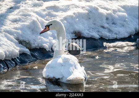 Schneewittchen Mute Swan, Cygnus olor schwimmt im Wintersee. Schwäne sind sehr anmutige und schöne monogame Vögel. Ort der Überwinterung der Schwäne Stockfoto