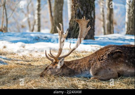 Hirsche liegen auf trockenem Gras im Wald, in natürlichem Lebensraum. Doe oder Europäischer Dama dama mittelgroßer Hirsch in Europa verbreitet. Gekennzeichnet durch breit Stockfoto