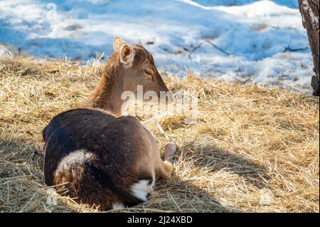 Hirsche liegen auf trockenem Gras im Wald, in natürlichem Lebensraum. Doe oder Europäischer Dama dama mittelgroßer Hirsch in Europa verbreitet. Gekennzeichnet durch breit Stockfoto