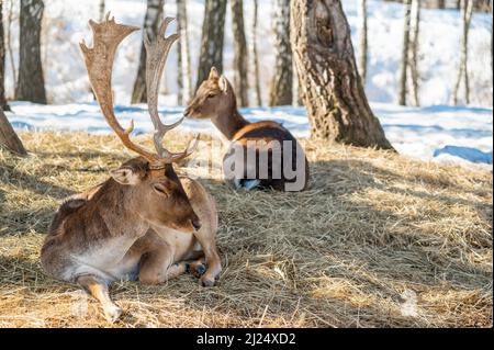 Hirsche liegen auf trockenem Gras im Wald, in natürlichem Lebensraum. Doe oder Europäischer Dama dama mittelgroßer Hirsch in Europa verbreitet. Gekennzeichnet durch breit Stockfoto