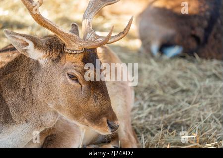 Hirsche liegen auf trockenem Gras im Wald, in natürlichem Lebensraum. Doe oder Europäischer Dama dama mittelgroßer Hirsch in Europa verbreitet. Gekennzeichnet durch breit Stockfoto