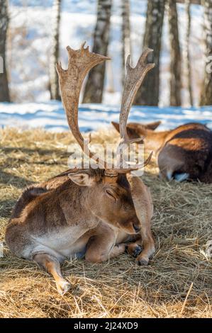 Hirsche liegen auf trockenem Gras im Wald, in natürlichem Lebensraum. Doe oder Europäischer Dama dama mittelgroßer Hirsch in Europa verbreitet. Gekennzeichnet durch breit Stockfoto