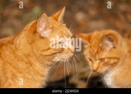Zwei rotbraune Katzen. Erwachsene rote Katze und rote Kätzchen. Nahaufnahme Stockfoto