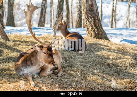 Hirsche liegen auf trockenem Gras im Wald, in natürlichem Lebensraum. Doe oder Europäischer Dama dama mittelgroßer Hirsch in Europa verbreitet. Gekennzeichnet durch breit Stockfoto