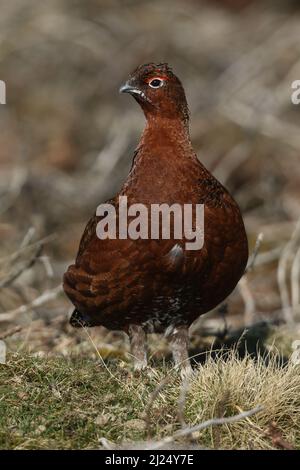 Ein atemberaubender roter Roter Grouse, Lagopus, lagopus, der in den Mooren in Durham, Großbritannien, steht. Stockfoto