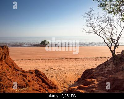 Solitary White Mangrove (Avicennia Marina) und Red Pindan Dirt, Roebuck Bay, Broome, Kimberley, Western Australia Stockfoto