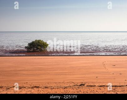 White Mangrove (Avicennia Marina) und Wattflächen bei Ebbe, Roebuck Bay, Broome Stockfoto