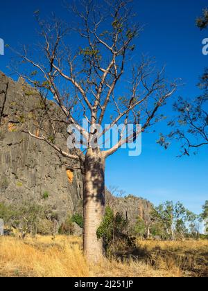 Boab Tree (Adansonia gregorii) an Kalksteinfelsen der Napier Range, Windjana Gorge, Bandilngan National Park, West Kimberley Stockfoto