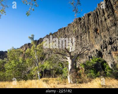 Boab Tree (Adansonia gregorii) unter Kalksteinfelsen der Napier Range, Windjana Gorge, Bandilngan National Park, West Kimberley Stockfoto