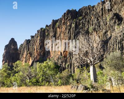 Boab Tree (Adansonia gregorii) unter Kalksteinfelsen der Napier Range, Windjana Gorge, Bandilngan National Park, West Kimberley Stockfoto