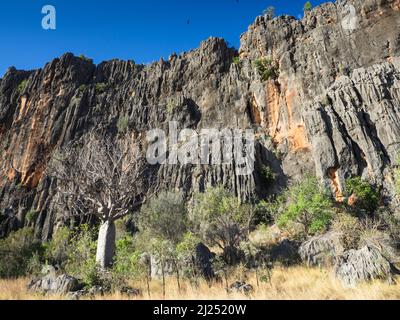 Boab Tree (Adansonia gregorii) unter Kalksteinfelsen der Napier Range, Windjana Gorge, Bandilngan National Park, West Kimberley Stockfoto