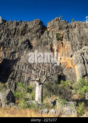 Boab Tree (Adansonia gregorii) unter Kalksteinfelsen der Napier Range, Windjana Gorge, Bandilngan National Park, West Kimberley Stockfoto