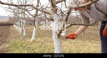 Mädchen putzt einen Baumstamm in einem Frühlingsgarten. Tünche von Frühlingsbäumen, Schutz vor Insekten und Schädlingen. Stockfoto