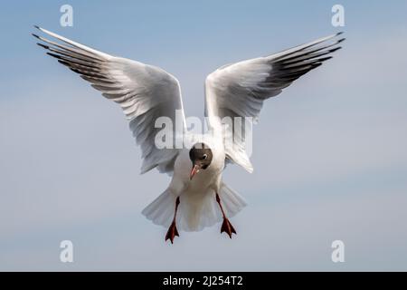 Schwarzkopfmöwe (Chroicocephalus ridibundus), fliegend Stockfoto