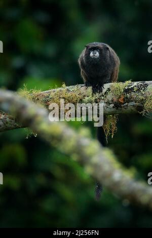 Tamarin-Affen aus dem Sumaco-Nationalpark in Ecuador. Wildlife-Szene aus der Natur. Tamarin sitzt auf dem Baumzweig im tropischen Dschungel f Stockfoto