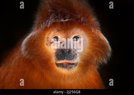 Ostjavanische Langur, Trachypithecus auratus, auch bekannt als Ebenholz-Lutung, orange roter Affe aus Indonesien in Asien. Nahaufnahme niedlichen Detail Porträt von Stockfoto