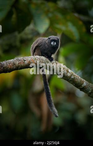 Tamarin-Affen aus dem Sumaco-Nationalpark in Ecuador. Wildlife-Szene aus der Natur. Tamarin sitzt auf dem Baumzweig im tropischen Dschungel f Stockfoto