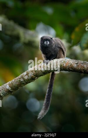 Tamarin-Affen aus dem Sumaco-Nationalpark in Ecuador. Wildlife-Szene aus der Natur. Tamarin sitzt auf dem Baumzweig im tropischen Dschungel f Stockfoto