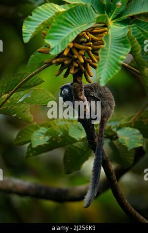 Tamarin-Affen aus dem Sumaco-Nationalpark in Ecuador. Wildlife-Szene aus der Natur. Tamarin sitzt auf dem Baumzweig im tropischen Dschungel f Stockfoto